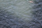 Missing Picture